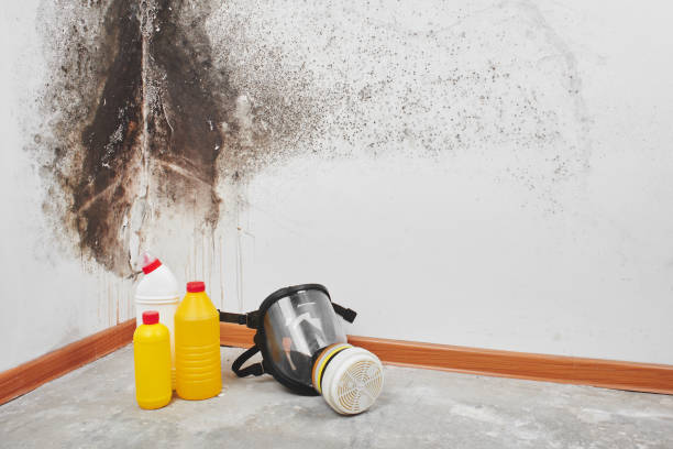 Best Fast Mold Removal  in Hoopers Creek, NC