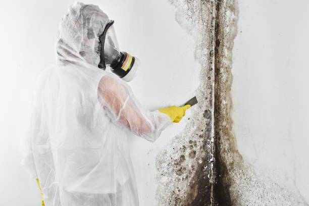 Best Affordable Mold Removal  in Hoopers Creek, NC
