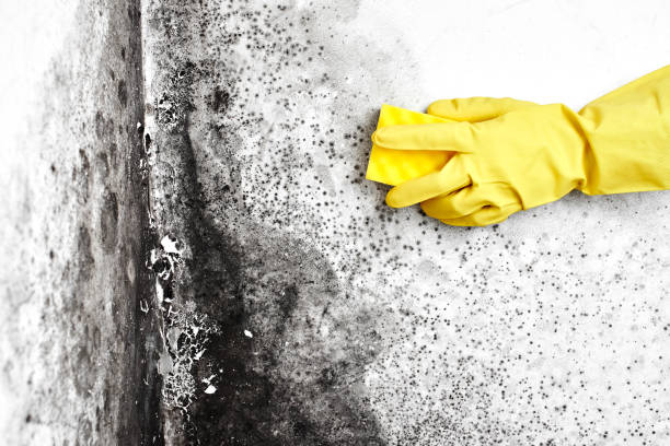 Best Mold Damage Repair  in Hoopers Creek, NC