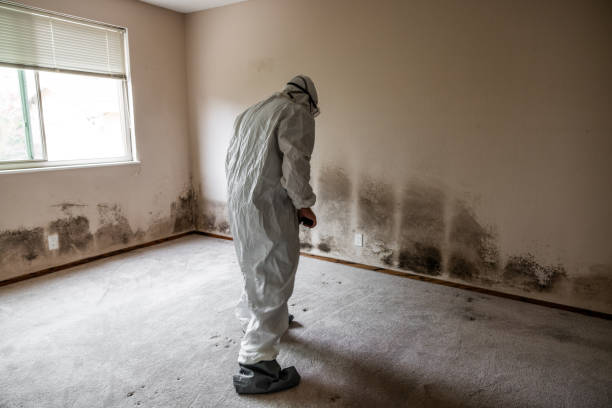 Best Mold Removal Company Near Me  in Hoopers Creek, NC