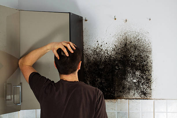 Best Mold Removal Near Me  in Hoopers Creek, NC