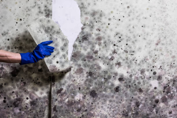 Mold Testing and Removal in Hoopers Creek, NC