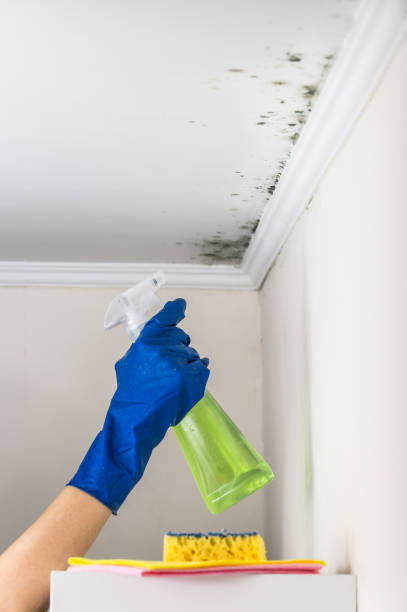 Best Toxic Mold Removal  in Hoopers Creek, NC